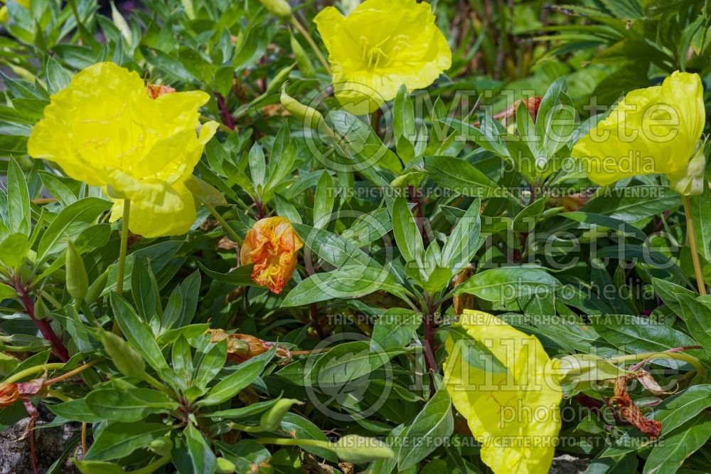 Oenothera macrocarpa (Sundrops) 3