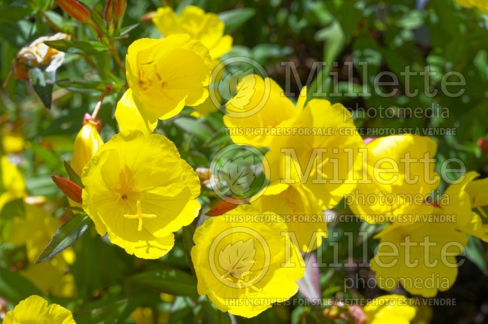 Oenothera Sonnenwende (Sundrops evening primrose) 5