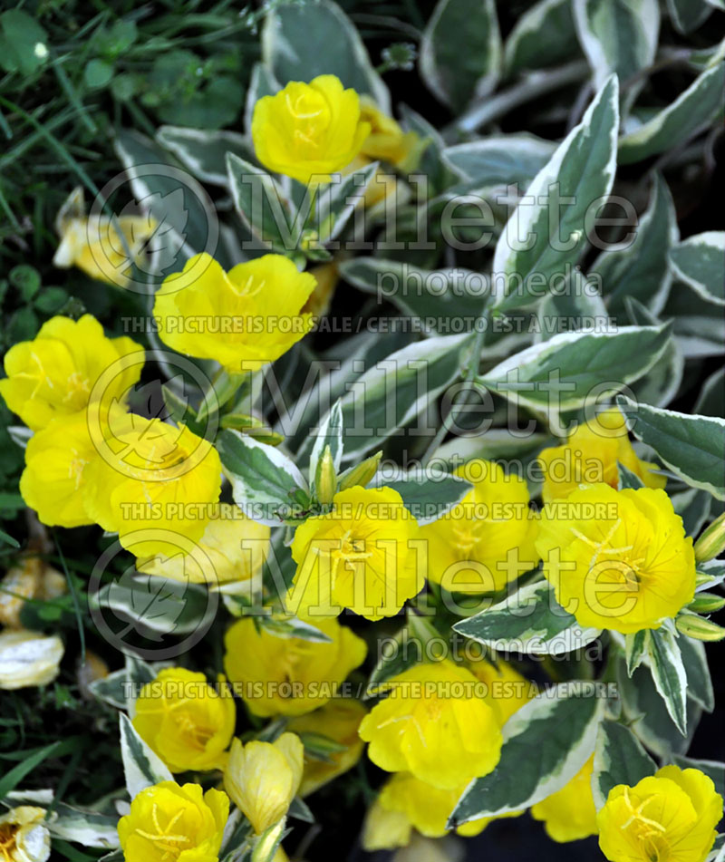 Oenothera Crown of Gold or Lishal (Sundrops) 1