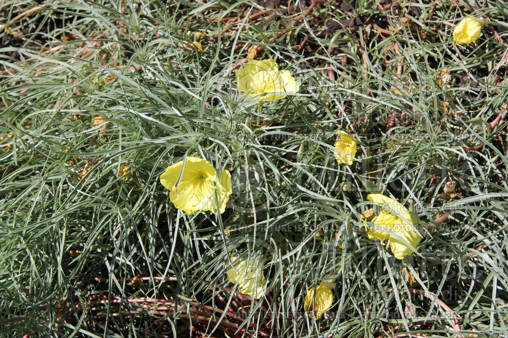 Oenothera Shimmer (Sundrops) 1