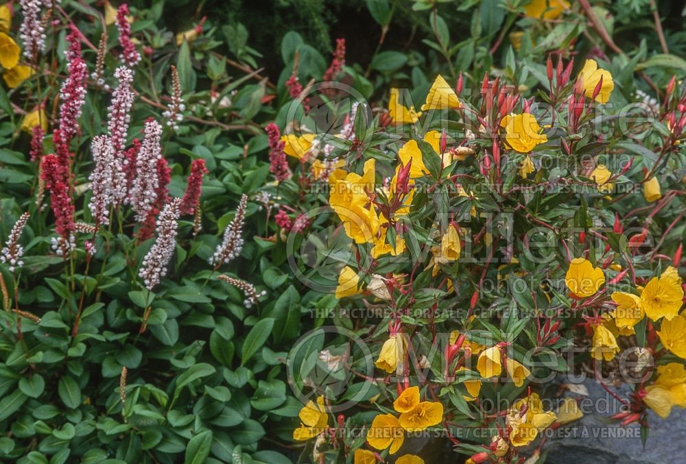 Oenothera Erica Robin (Sundrops evening primrose) 2