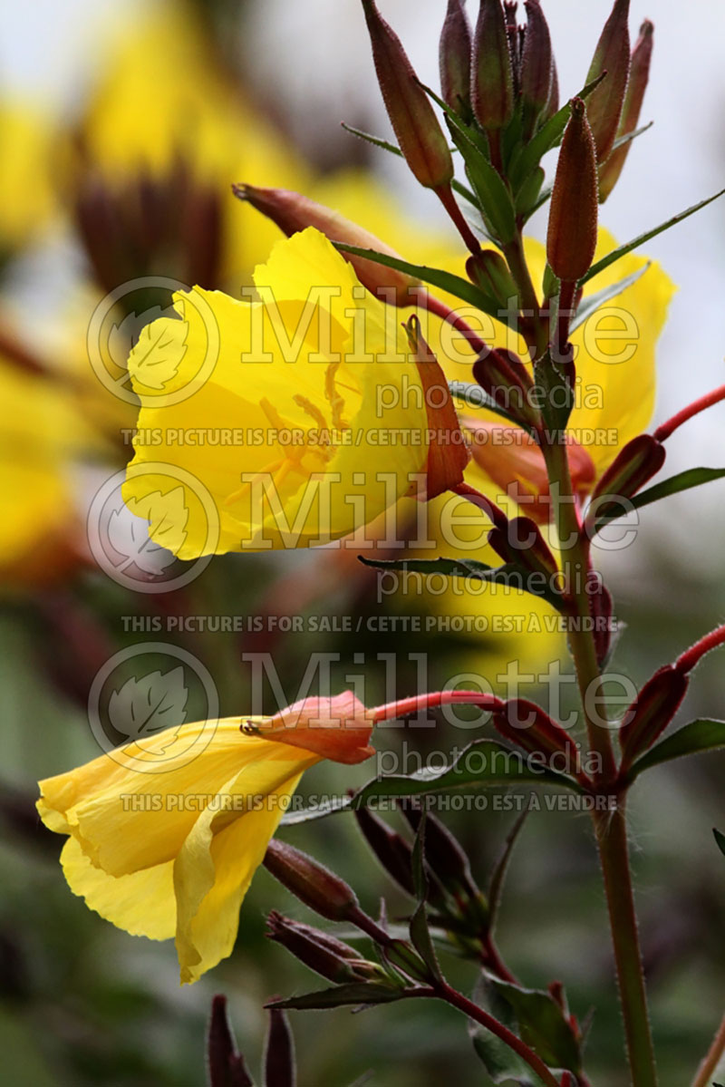 Oenothera Fireworks aka Fyrverkeri (Sundrops) 1