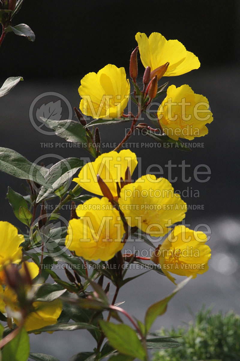 Oenothera Fireworks aka Fyrverkeri (Sundrops) 2