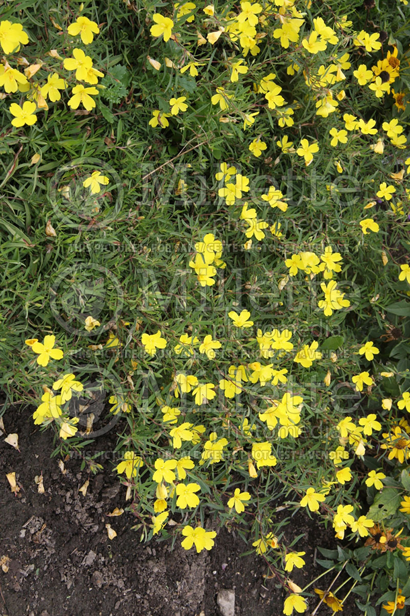 Oenothera Lemon Drop (Sundrops) 5