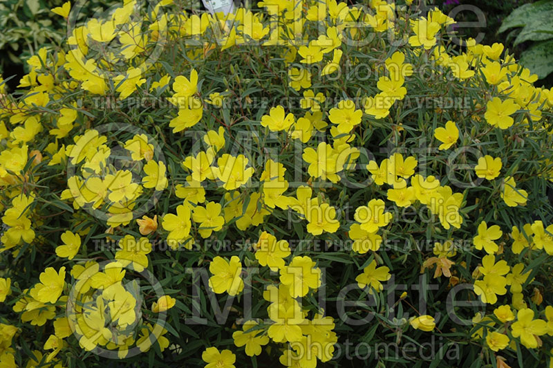 Oenothera Lemon Drop (Sundrops) 4