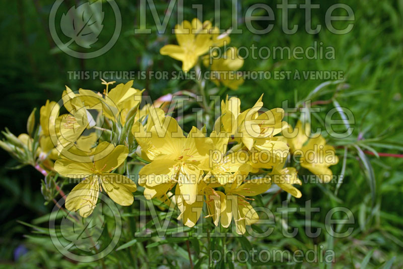 Oenothera Lemon Drop (Sundrops) 1