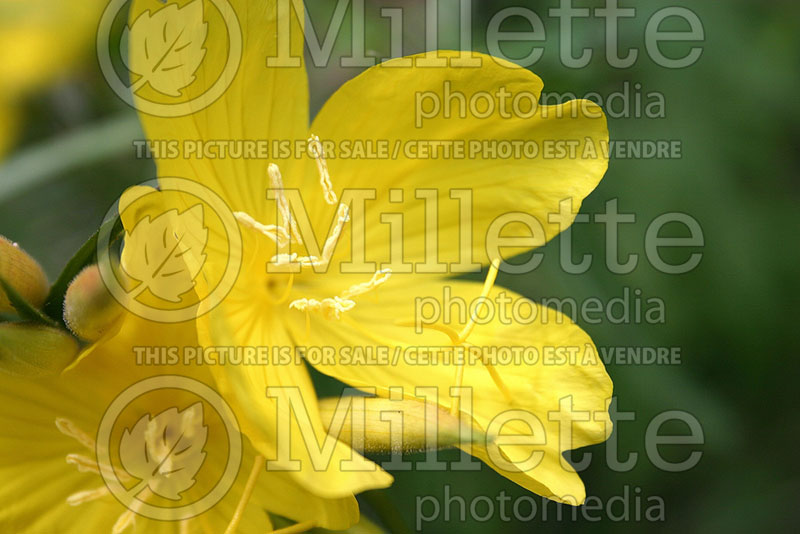 Oenothera Lemon Drop (Sundrops) 2