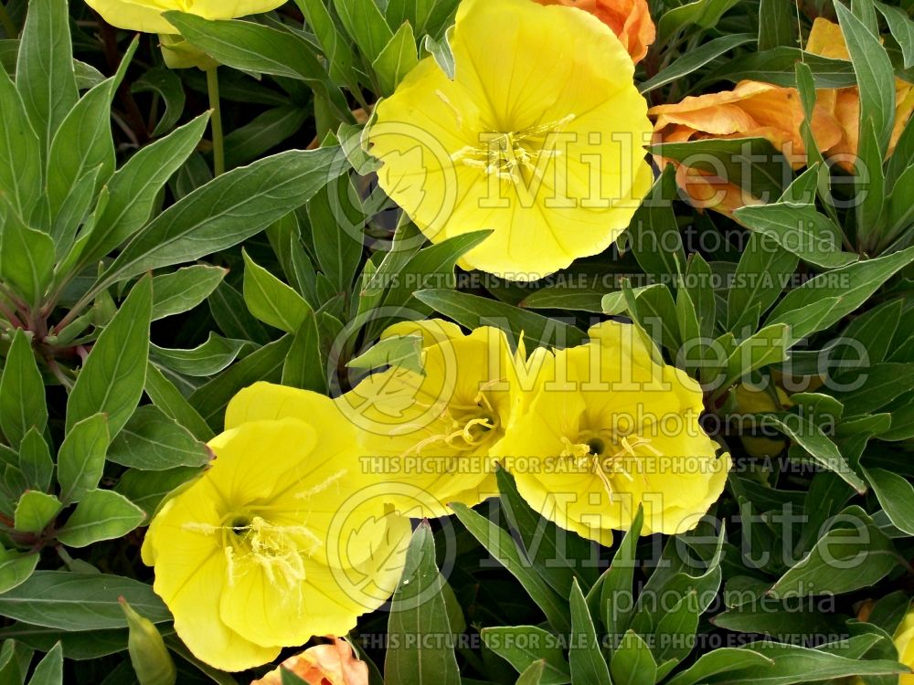 Oenothera macrocarpa (Sundrops) 2