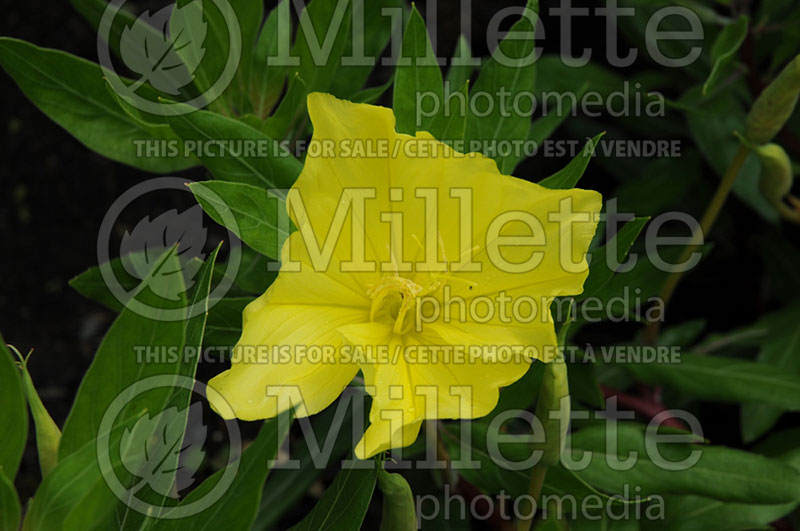 Oenothera macrocarpa (Sundrops) 1