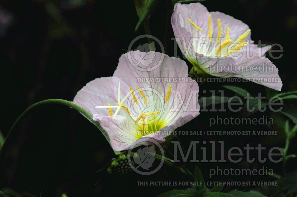 Oenothera Siskiyou (Sundrops) 4