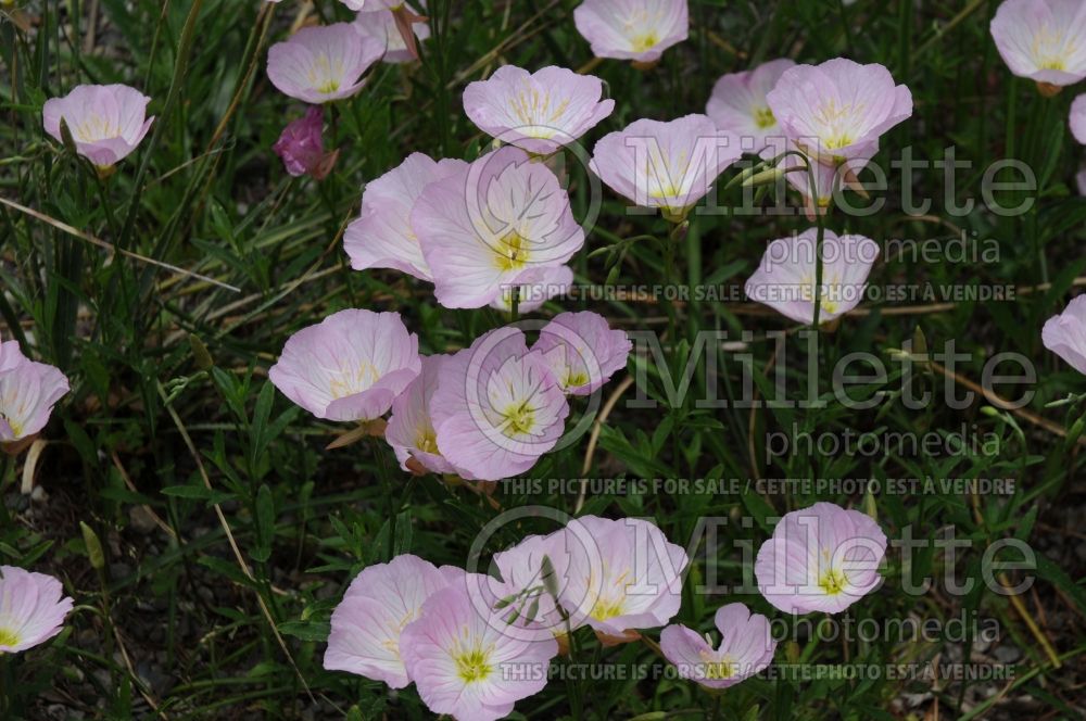 Oenothera Siskiyou (Sundrops) 2