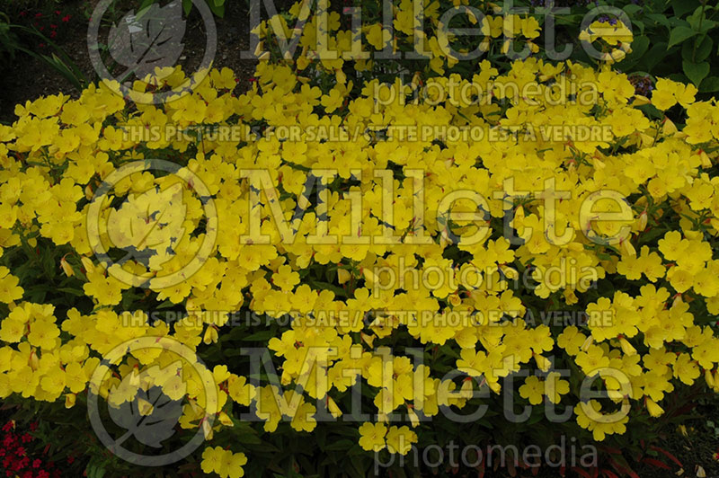 Oenothera Fireworks aka Fyrverkeri (Sundrops) 3