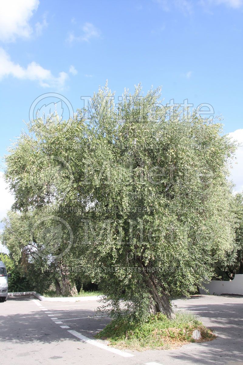 Olea europaea (Olive tree)  3