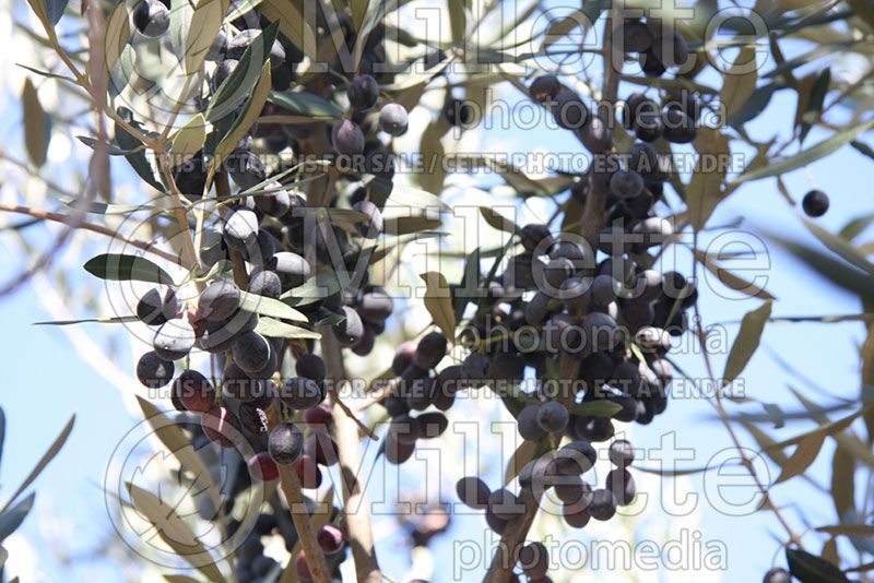 Olea europaea (Olive tree)  2