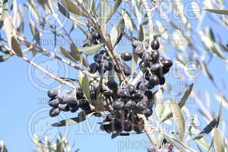 Olea europaea (Olive tree) 1 