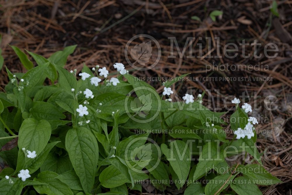Omphalodes Alba (Creeping Forget-Me-Not) 2