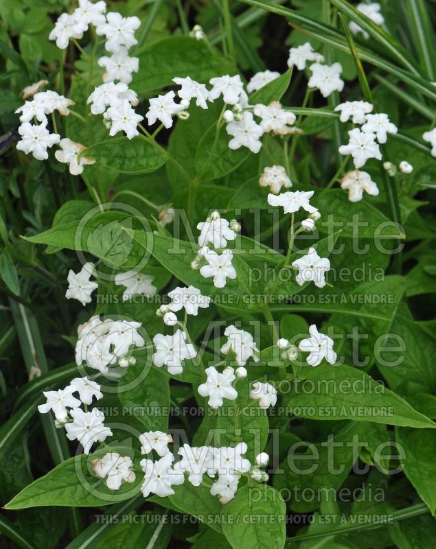 Omphalodes Alba (Creeping Forget-Me-Not) 1