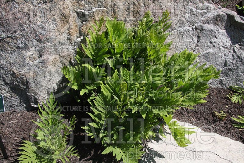 Onoclea sensibilis (Sensitive fern)   1