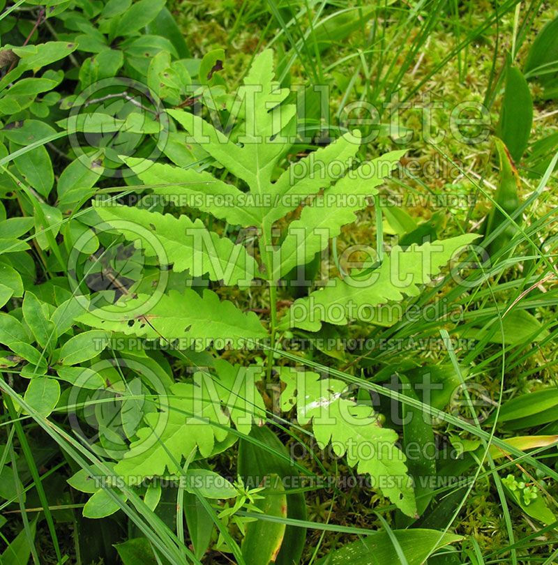 Onoclea sensibilis (Sensitive fern)   2