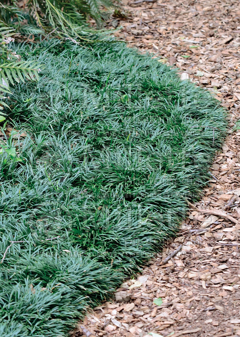 Ophiopogon Nana (Dwarf Mondo Grass) 2 