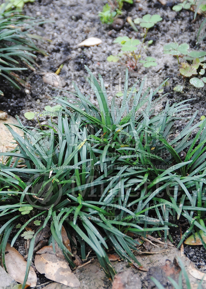 Ophiopogon Nana (Dwarf Mondo Grass) 4 