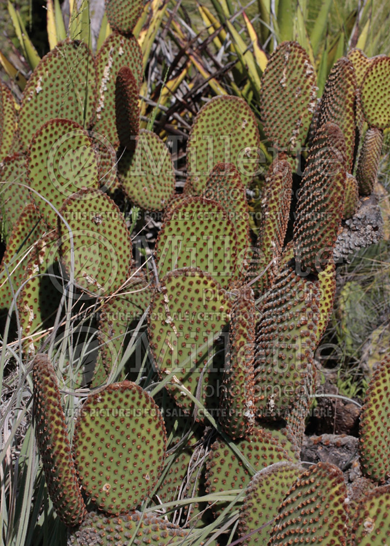 Optunia microdasya (Bunny Ears Polka Dot Prickly Pear  Cactus) 1  