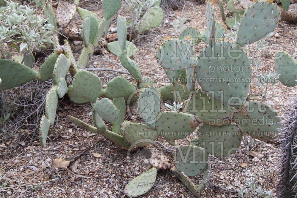 Opuntia polyacantha (beavertail cactus) 1  