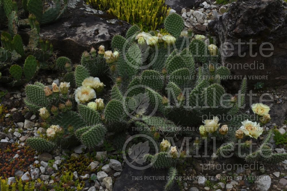 Opuntia Crystal Tide (beavertail cactus) 1  