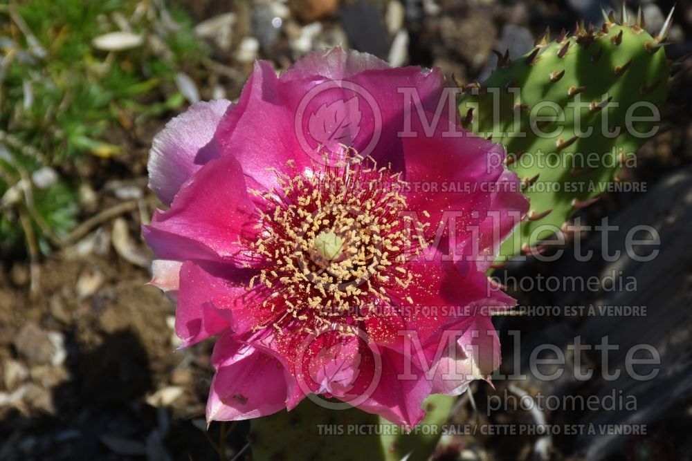 Opuntia Raspberry Pink (beavertail cactus) 1  