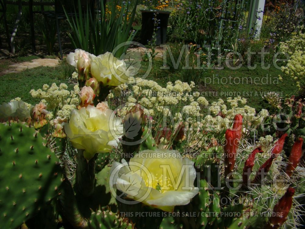 Opuntia Snowball (beavertail cactus) 1  