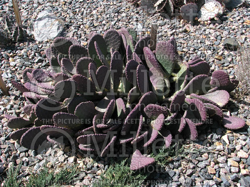 Opuntia Coombe's Winter Glow (Creeping Beavertail) 1