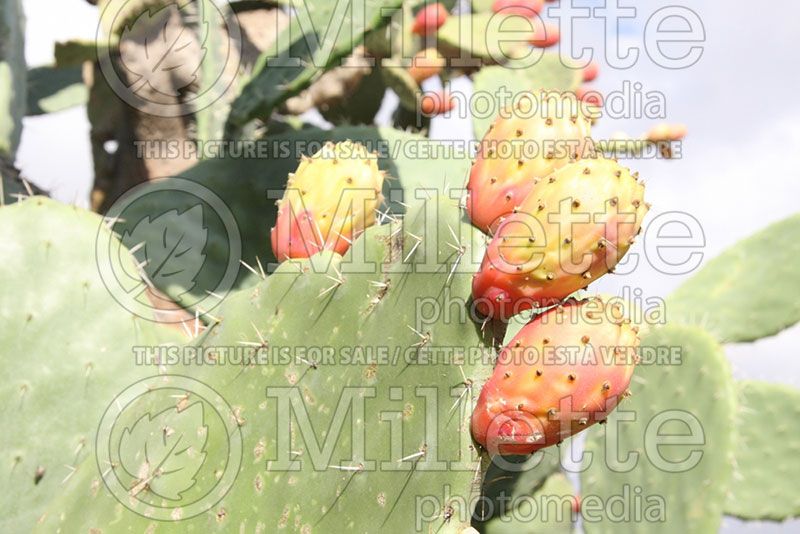 Opuntia ficus-indica (Cactus) 1