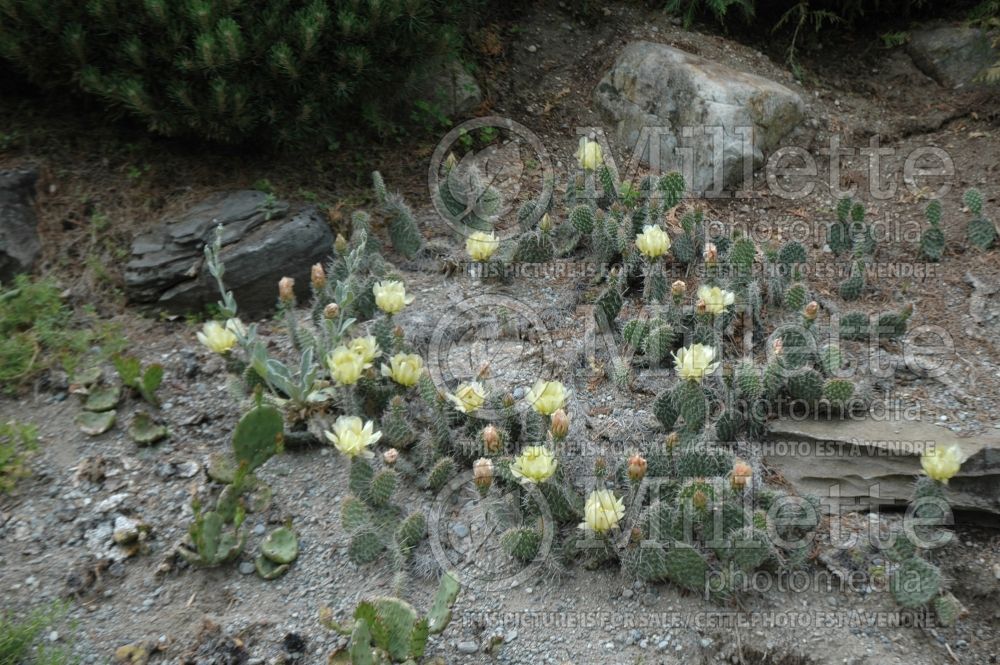 Opuntia humifusa (Pricky Pear cactus) 3 