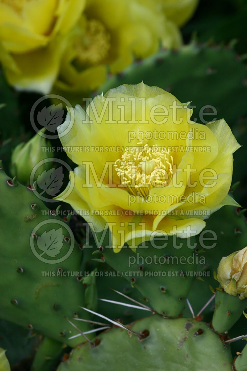 Opuntia humifusa (Pricky Pear cactus) 2 