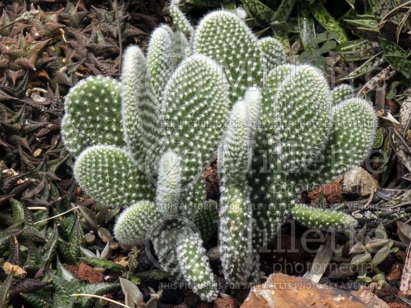 Opuntia microdasys albisoina (Bunny Ears cactus) 1  