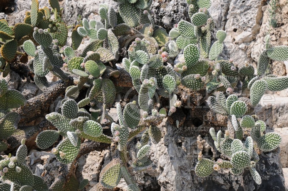 Opuntia microdasys albispina (Bunny Ears Polka Dot Prickly Pear  Cactus) 2  