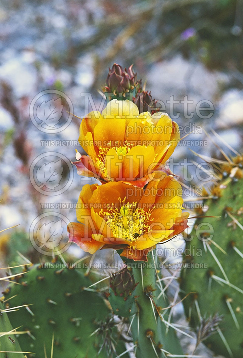 Opuntia phaeacantha (Pricky Pear cactus) 5  