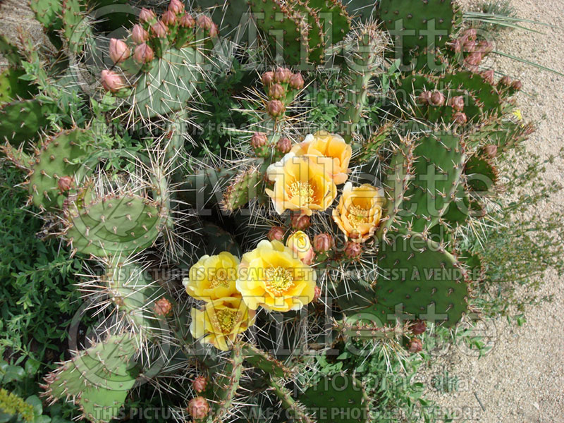 Opuntia phaeacantha (Pricky Pear cactus) 1 