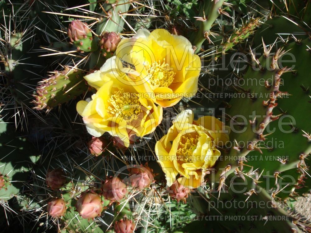 Opuntia phaeacantha (Pricky Pear cactus) 2 