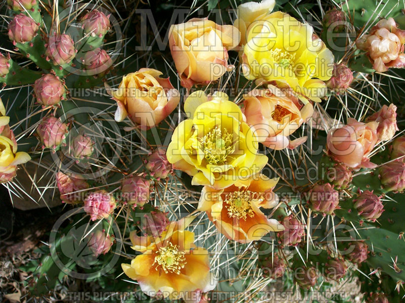 Opuntia phaeacantha (Pricky Pear cactus) 4 