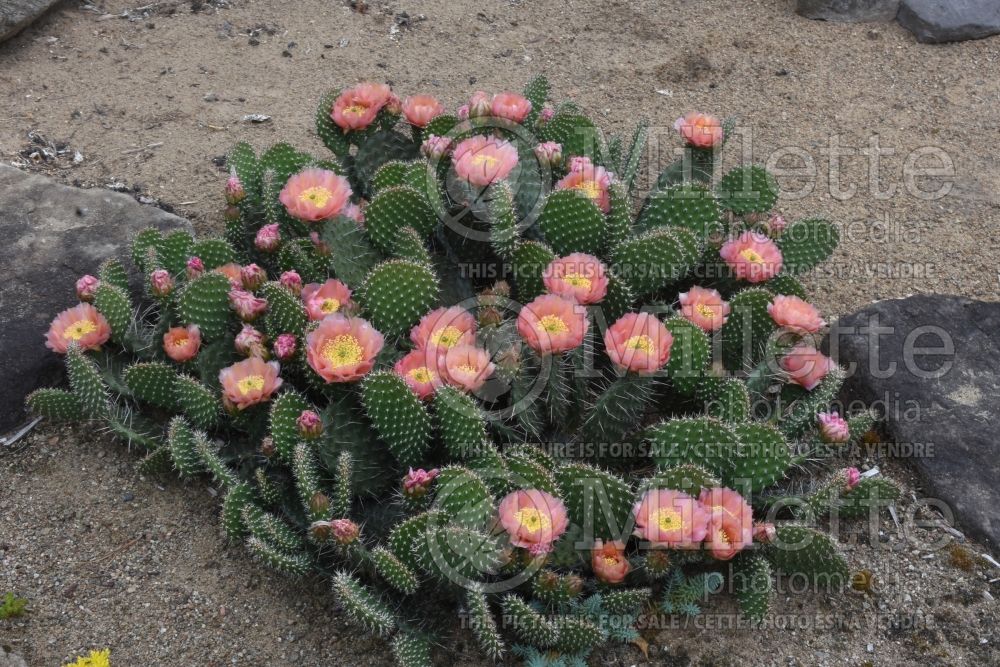 Opuntia Dusty Pink (beavertail cactus) 1  