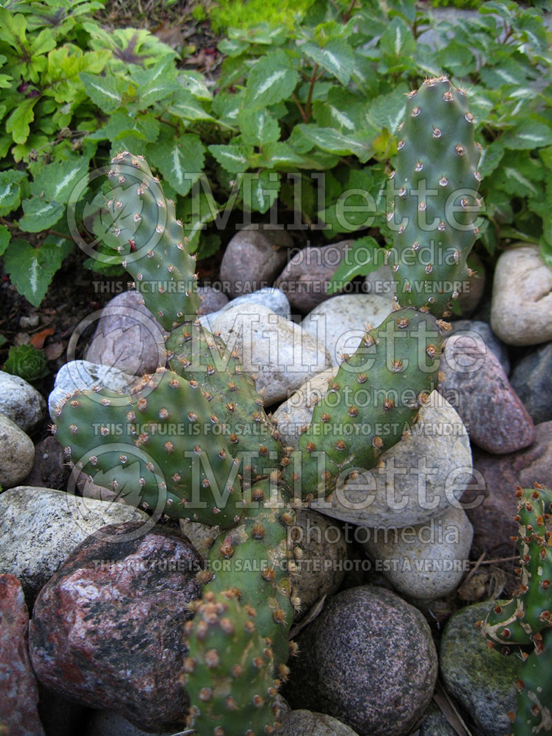 Opuntia rutilans (Prickly pear Cactus) 1  