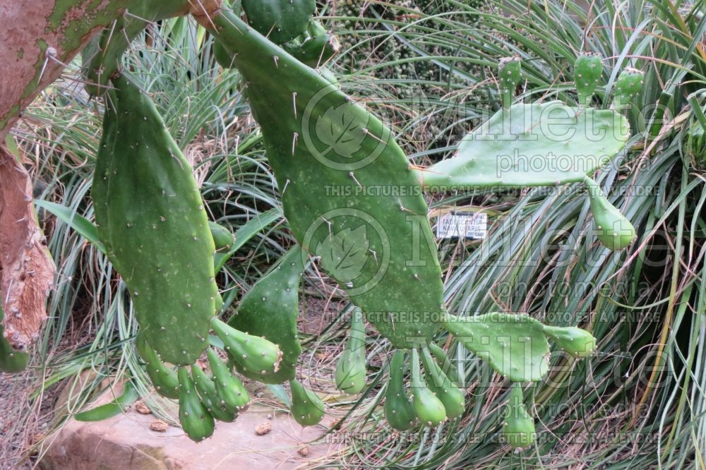 Opuntia vulgaris (Pricky Pear cactus) 1 