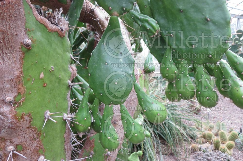 Opuntia vulgaris (Pricky Pear cactus) 2 