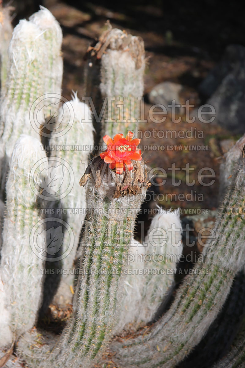 Oreocereus doelzianus (Old Man of the Andes Cactus) 1 