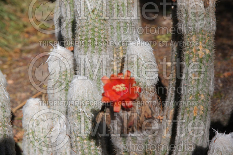 Oreocereus doelzianus (Old Man of the Andes Cactus) 2 