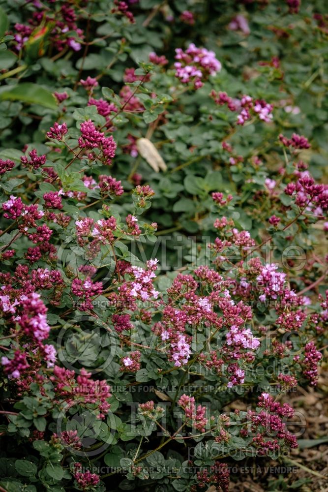 Origanum Rosenkuppel (Oregano – herb - origan) 5 