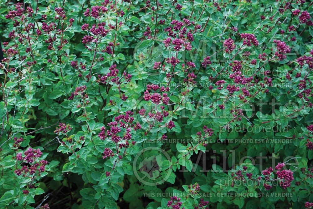 Origanum Rosenkuppel (Oregano – herb - origan) 2 