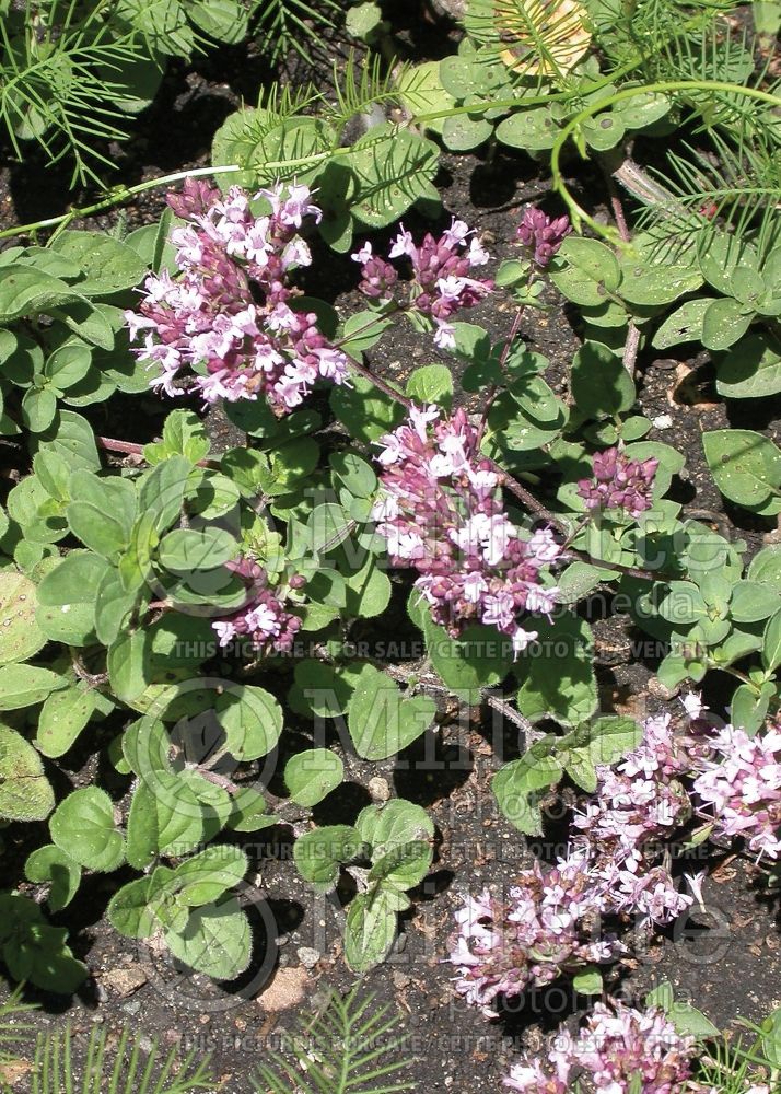 Origanum Rosenkuppel (Oregano – herb - origan) 1 