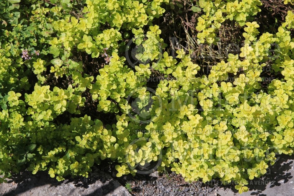 Origanum Aureum (Oregano – herb - origan) 2